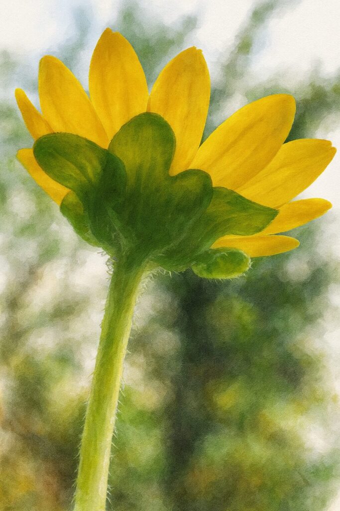 下から見上げたメランポジウムを描いた水彩画風イラスト|逆光で浮かぶ黄色い花びらと緑のガクを柔らかく表現