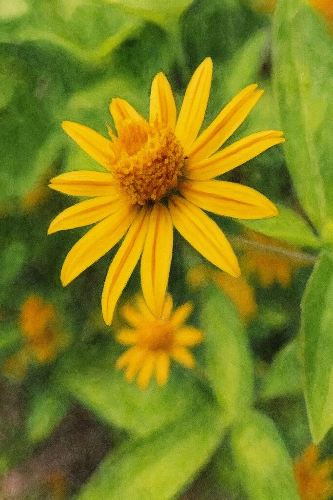 緑の背景に黄色いメランポジウムの花を水彩画風に描いたイラスト