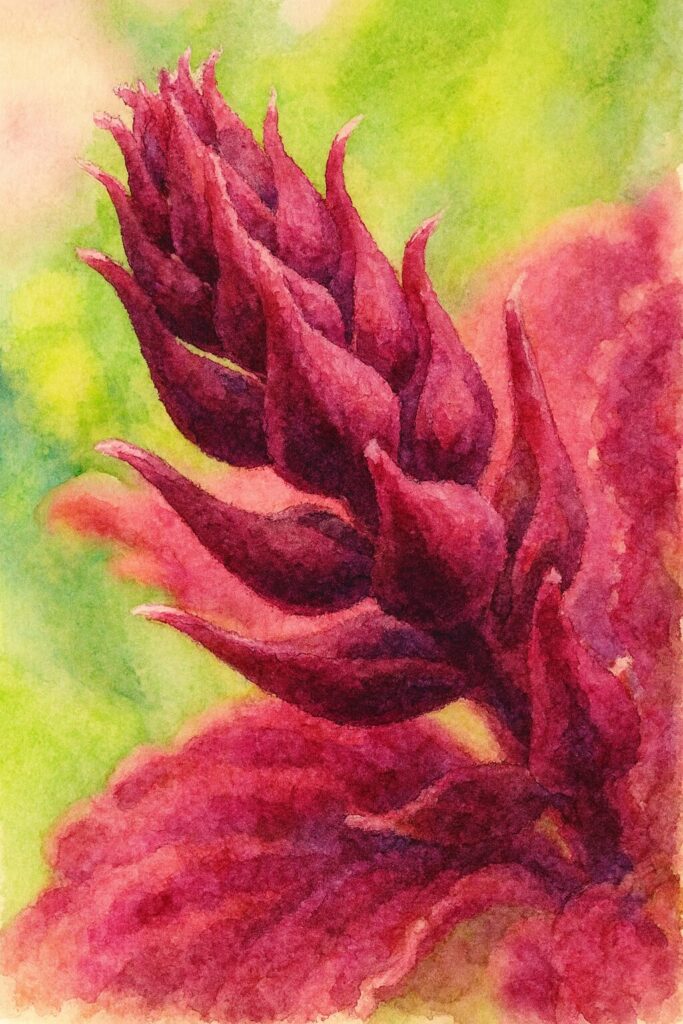 コリウスの花芽を描いた水彩画風イラスト|赤紫色のつぼみが際立つ観葉植物アート
