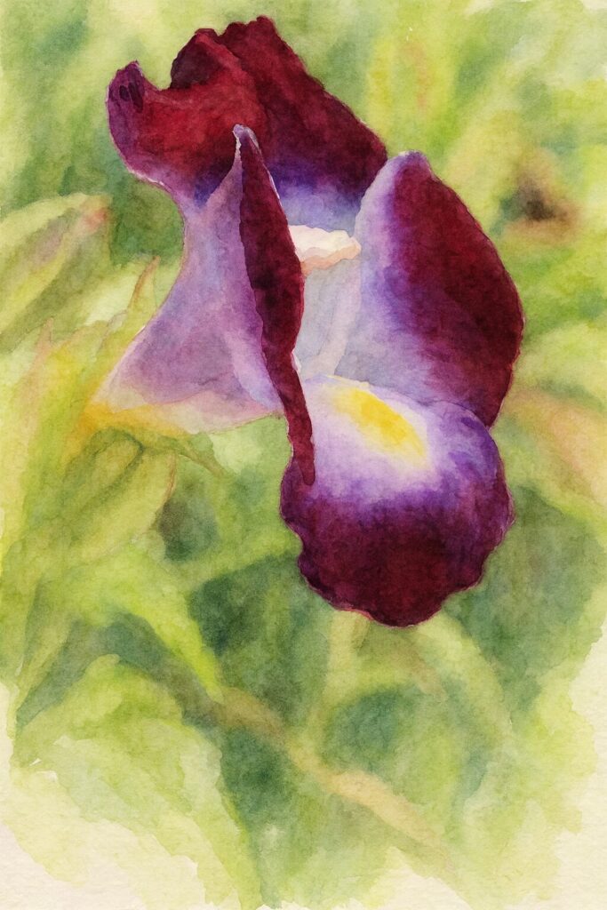 水彩画風に描かれたワインレッドのトレニア斜め構図イラスト｜深い赤紫の花弁が美しい