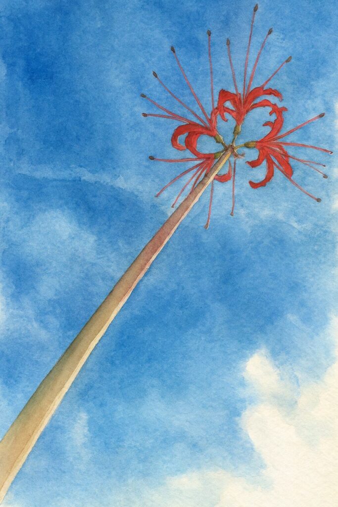 青空に伸びる真っ赤なヒガンバナを水彩画風で描いたイラスト