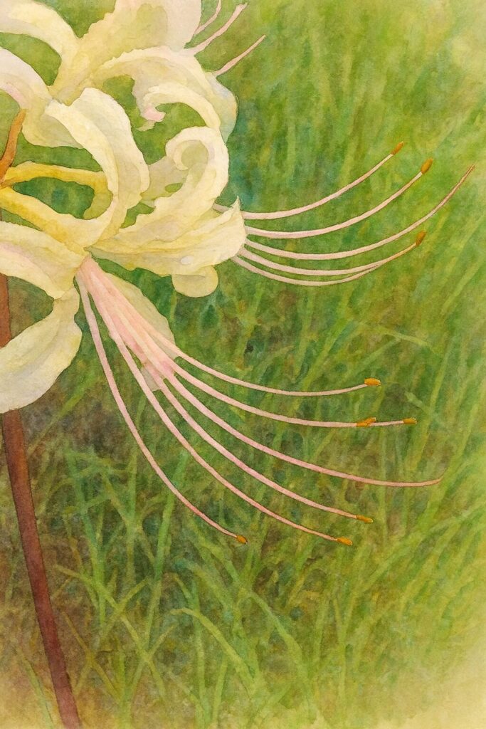 ヒガンバナの白花を水彩画風に描いたイラスト（曲線的な花弁と繊細な雄しべを柔らかいタッチで表現）