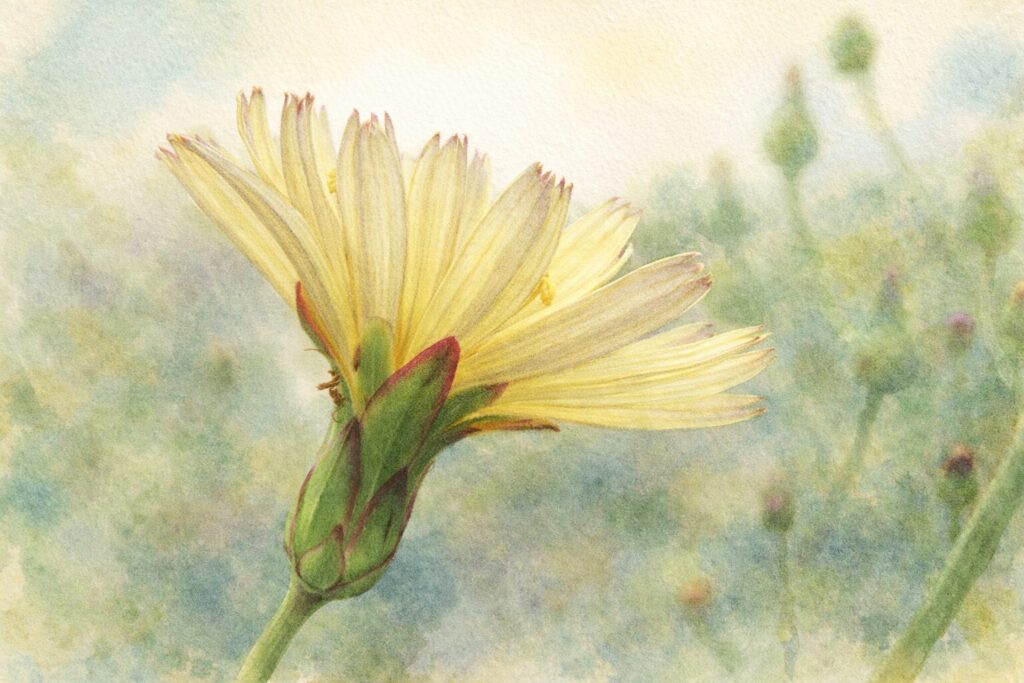 アキノノゲシ（秋の野芥子）の花を横向き構図で描いた水彩画風ボタニカルイラスト。淡いクリームイエローの花弁と赤縁の総苞、細い花柄をやさしい筆致で表現した秋の野草イラスト。