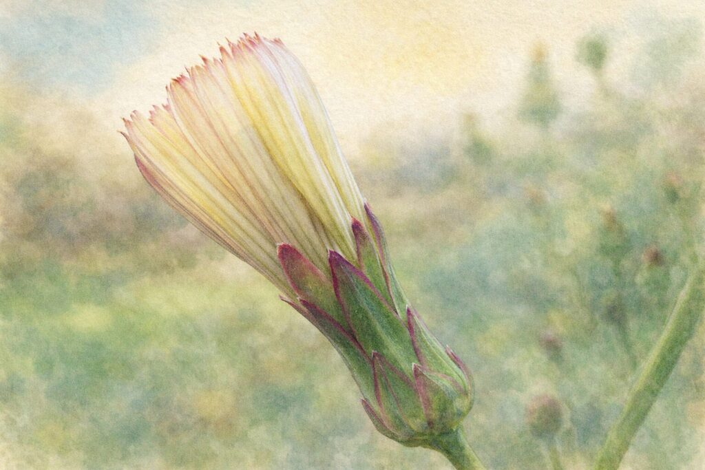 アキノノゲシ（秋の野芥子）のつぼみを描いた水彩画風ボタニカルイラスト。淡い黄白色の花弁が閉じた状態と、紫縁の総苞を繊細な筆致で表現した開花前の秋の野草イラスト。