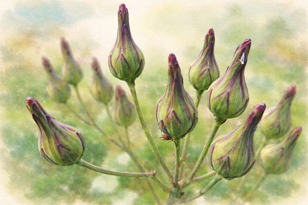 アキノノゲシ（秋の野芥子）のつぼみ群を描いた水彩画風ボタニカルイラスト。紫筋の入った緑色のつぼみが複数連なる様子を、やわらかな色彩と繊細な筆致で表現した秋の野草イラスト。