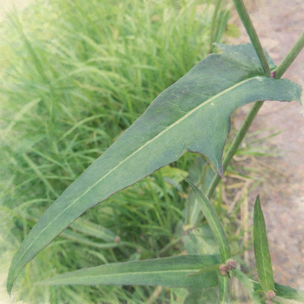 アキノノゲシの茎と互生する細長い葉を忠実に描いた水彩画風イラスト。披針形の葉と茎を抱く葉基部の特徴を繊細な筆致で表現したボタニカルアート。