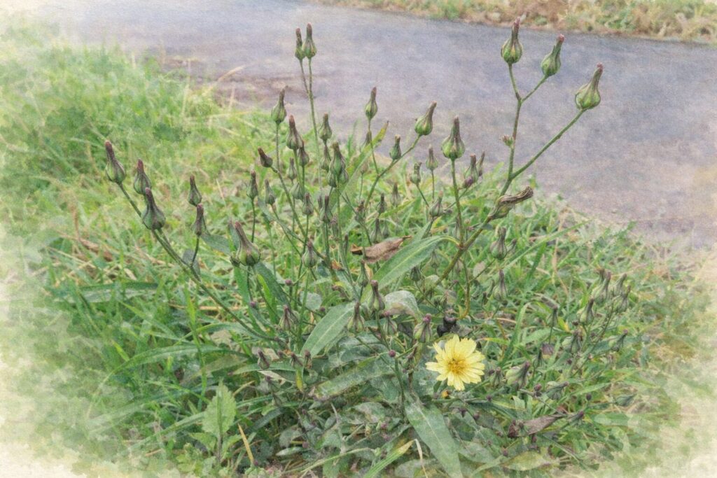 アキノノゲシの全草を描いた水彩画風イラスト。草地に広がる株姿と、細い茎先に並ぶ蕾、淡黄色の花が一輪開花している状態を植物画として表現