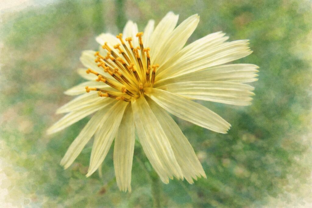 アキノノゲシの花をモチーフにした水彩画風イラスト。淡黄色の繊細な花びらと中央の雄しべを柔らかな筆致で表現したボタニカルアート。