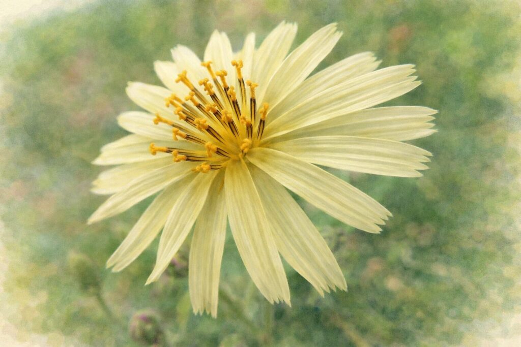 アキノノゲシの花を水彩画風で描いたイラスト。淡黄色の繊細な花びらと中心部の雄しべを柔らかな筆致で表現したボタニカルアート。