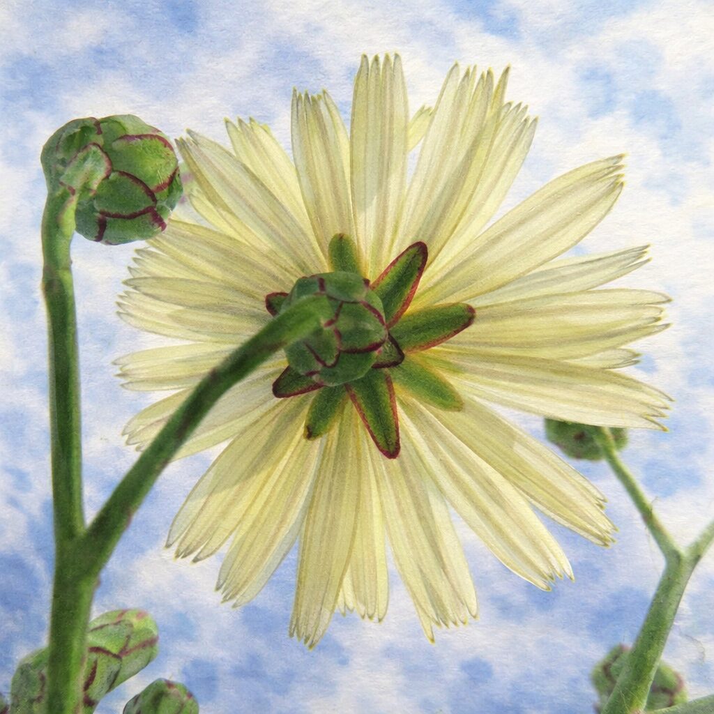 アキノノゲシを下方から見上げた水彩画風イラスト。淡黄色の花弁が透け感のあるタッチで描かれ、花裏の緑色の総苞片と赤紫の縁取りが強調された正方形構図。