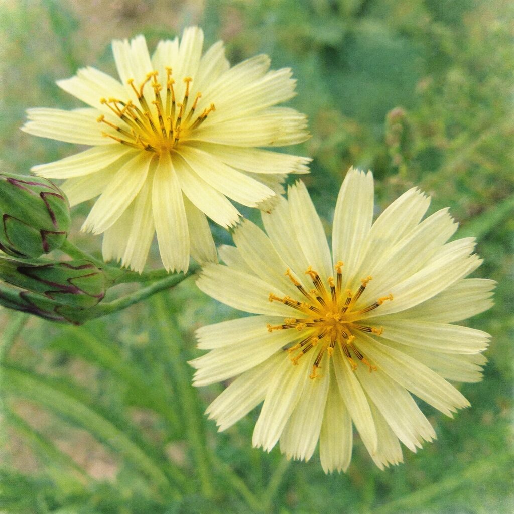 アキノノゲシの2輪の花を描いた水彩画風イラスト。淡黄色の花びらと中心の雄しべを柔らかな筆致で表現した正方形構図のボタニカルアート。