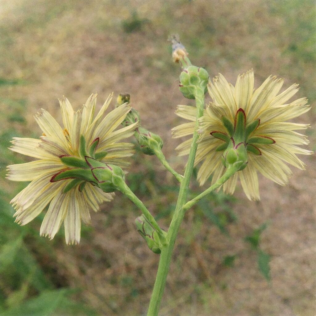 アキノノゲシの花と蕾を描いた水彩画風イラスト。淡黄色の花びらと、花裏の緑色の総苞片に赤紫の縁取りを柔らかな筆致で表現した正方形構図のボタニカルアート。