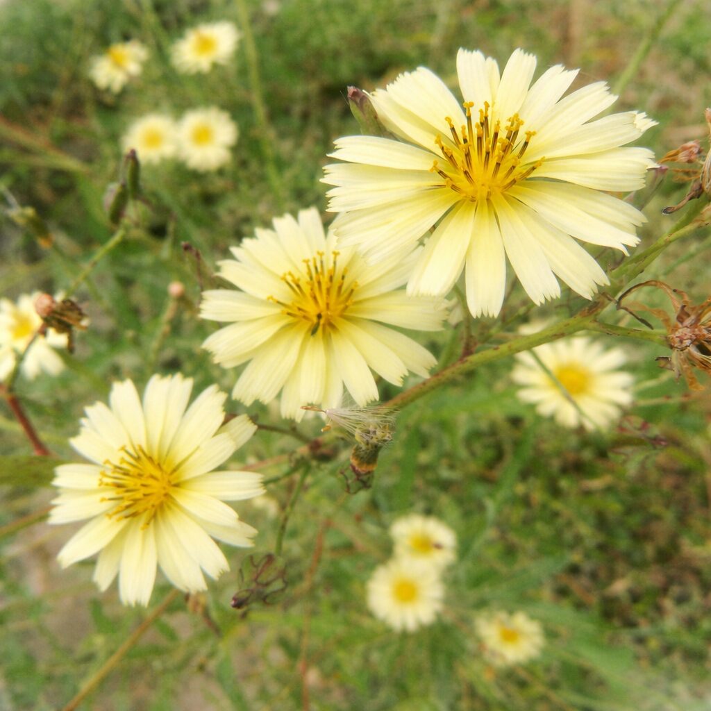 アキノノゲシの群生した淡黄色の花を正方形構図で描いた水彩画風イラスト。繊細な花弁と花芯の質感を柔らかなタッチで表現し、野に咲く秋の野草の雰囲気を再現している。