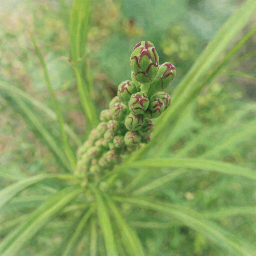 アキノノゲシの花芽が密集した状態を正方形構図で描いた水彩画風イラスト。赤紫の筋が入る緑の蕾と放射状の細葉を、柔らかな筆致で繊細に表現している。