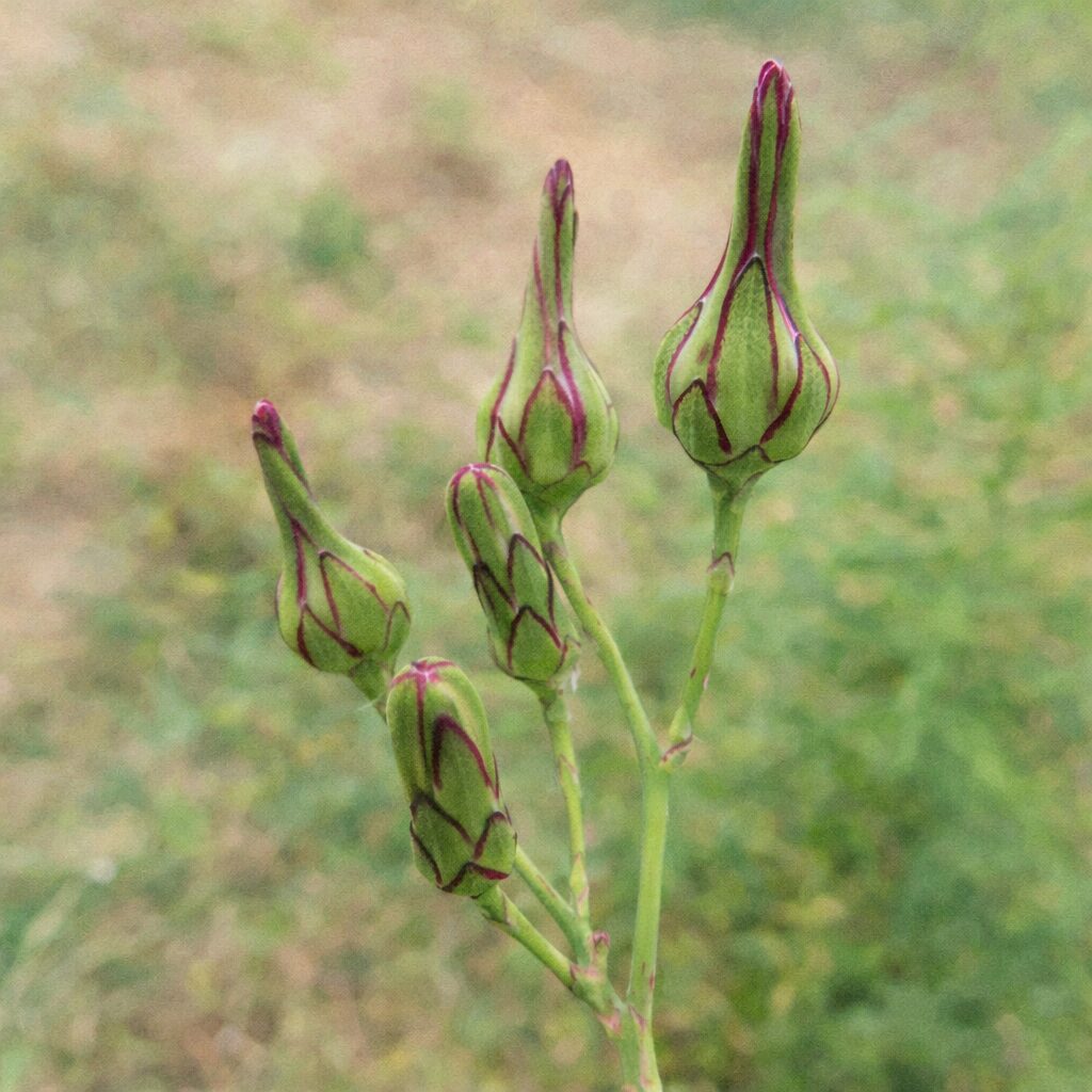 アキノノゲシのつぼみを優しい質感で描いた水彩画風イラスト。緑の花芽に紫の筋模様が入り、細い茎から複数のつぼみが伸びる姿を柔らかな雰囲気で表現している。