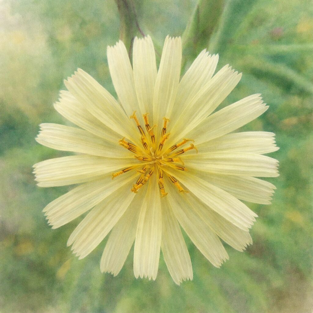 アキノノゲシの一輪の花を描いた優しい質感の水彩画風イラスト。淡黄色の花びらと中心の雄しべを柔らかな筆致で表現した正方形構図のボタニカルアート。