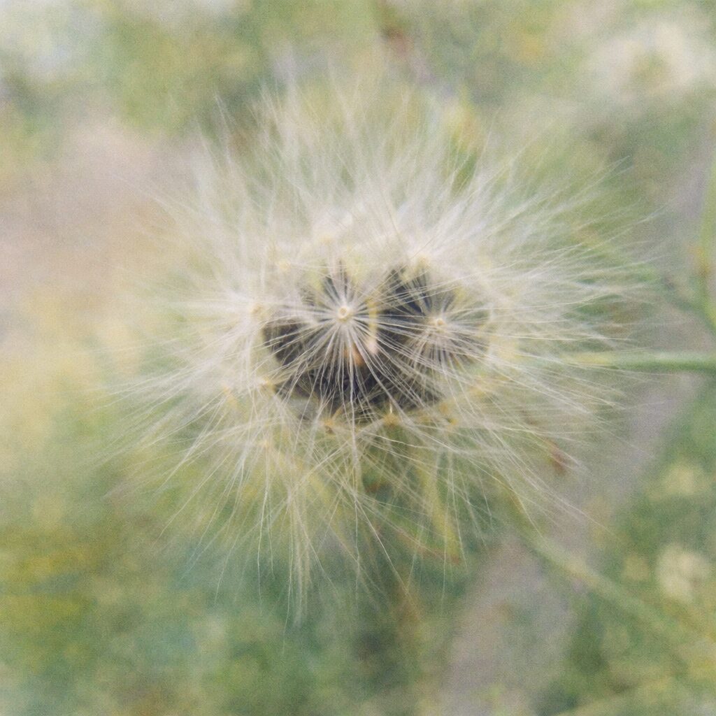 アキノノゲシの綿毛を正面構図で描いた優しい質感の水彩画風イラスト。白い冠毛がふんわり広がる秋の野草