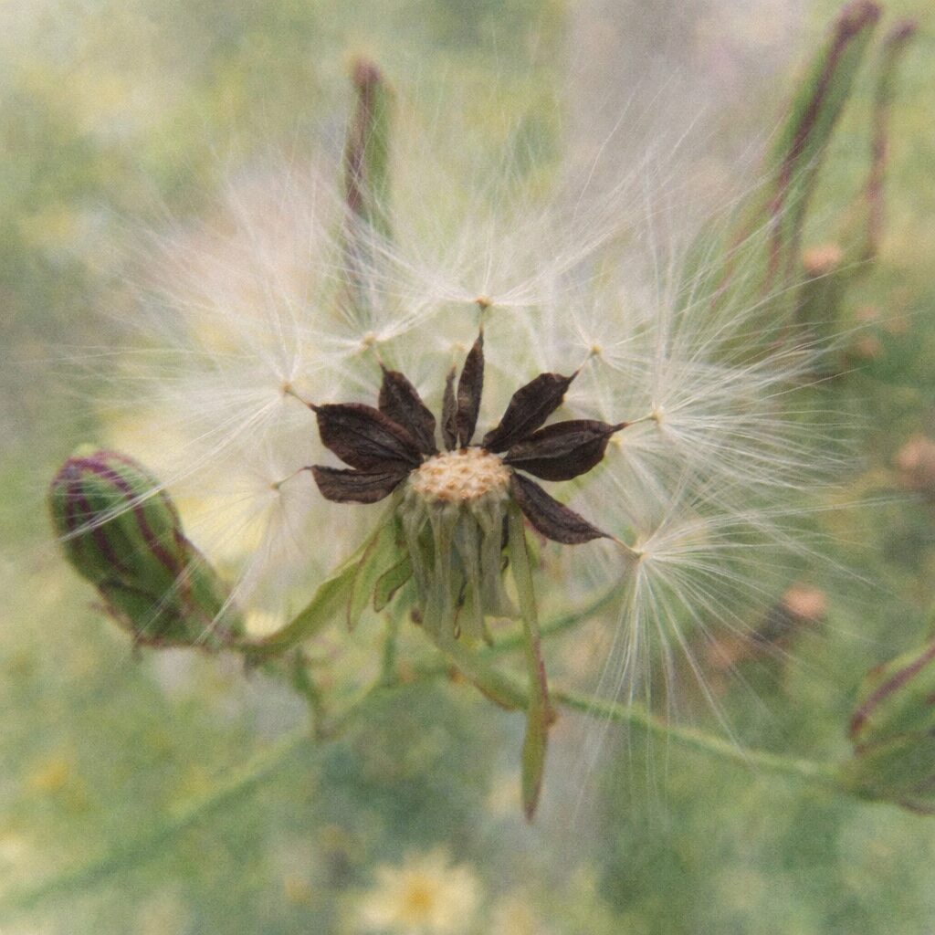 アキノノゲシの種子と綿毛を描いた水彩画風イラスト。柔らかな質感で白い放射状の綿毛と中心の黒褐色の痩果を正方形構図で丁寧に表現している。