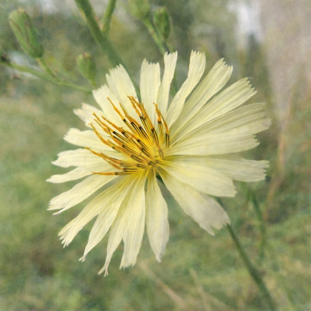 アキノノゲシの花を斜め構図で描いた手描き風の優しい水彩画イラスト。淡黄色の花弁と繊細な雄しべを表現した秋の野草