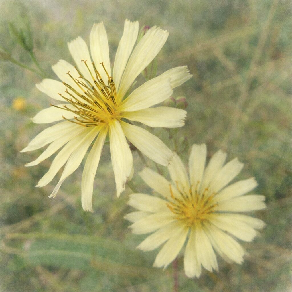 アキノノゲシの2輪の花を手描き風の優しい質感で描いた水彩画イラスト。淡黄色の花弁と柔らかな雰囲気の秋の野草