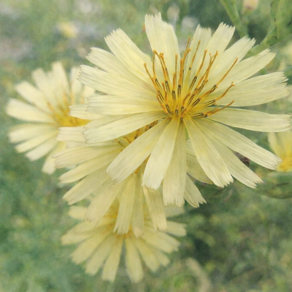 アキノノゲシの花を優しい質感の水彩画風で描いた正方形イラスト。淡黄色の細い花弁がふんわりと重なり合い、中心の雄しべを繊細な筆致で表現し、背景はにじみのある緑色。