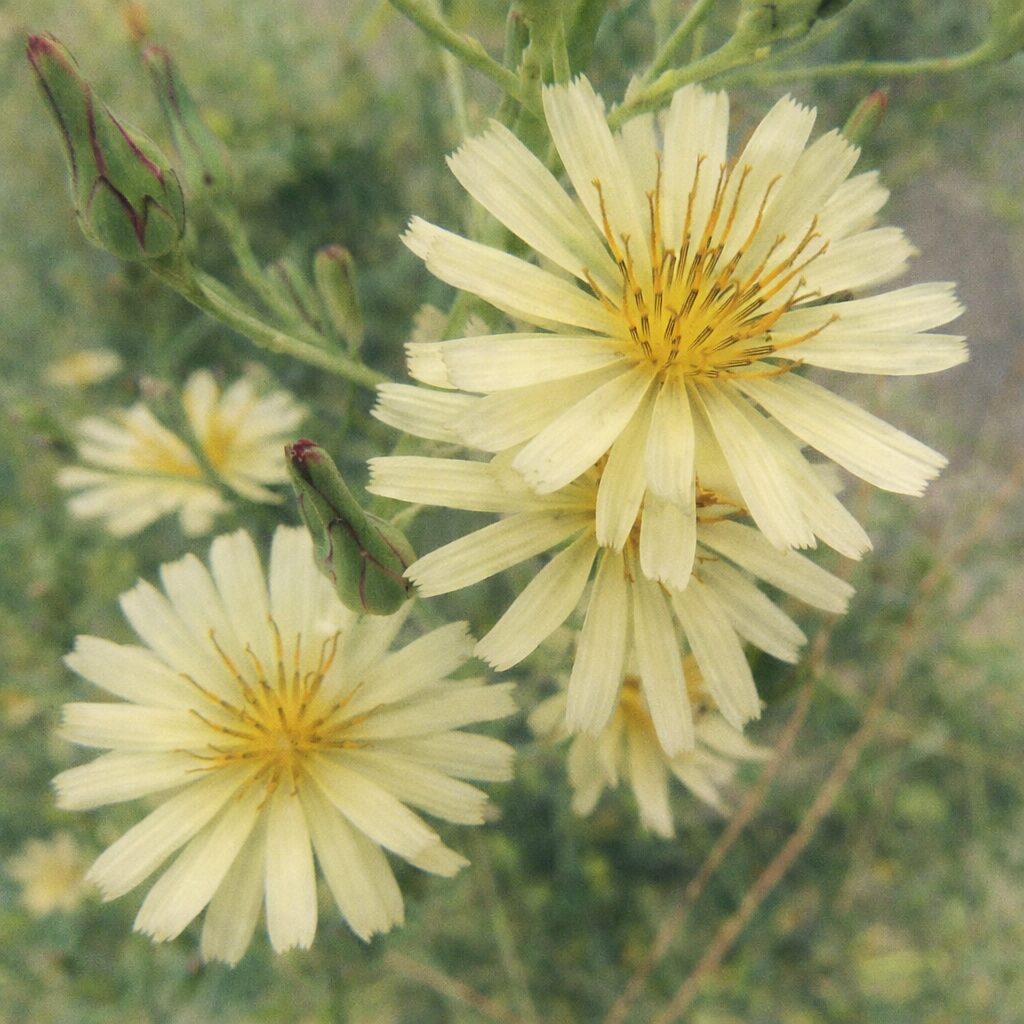 アキノノゲシの淡黄色の花が複数咲く姿を、手描き風でやさしい質感の水彩画タッチで描いた正方形の植物イラスト。細い花弁と花芯の立体感を丁寧に表現。