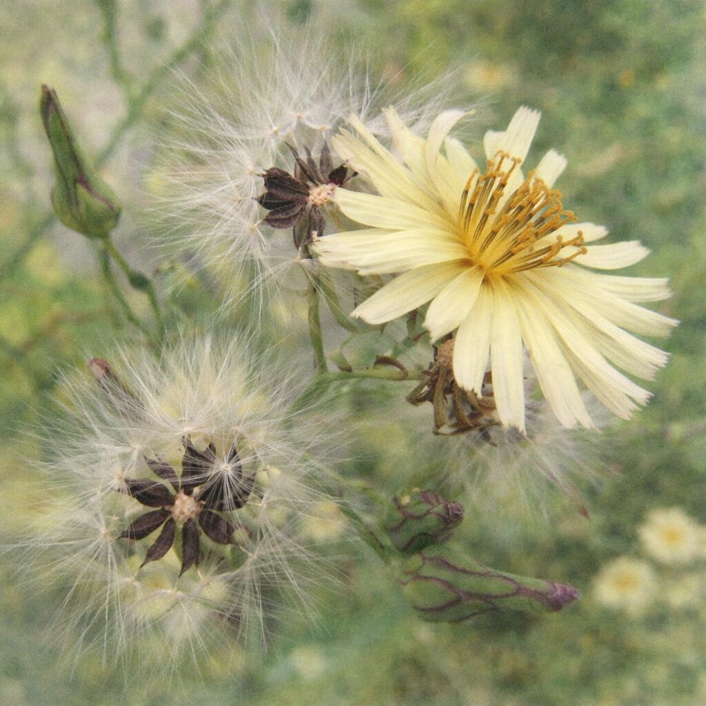 アキノノゲシの開花した淡黄色の花と綿毛の果実を、手描き風でやさしい質感の水彩画タッチで描いた正方形の植物イラスト。花弁・花芯・冠毛の繊細さを丁寧に表現。