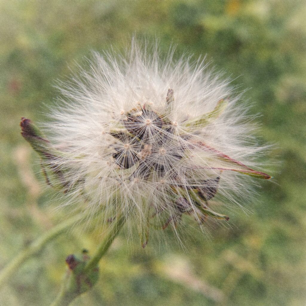 アキノノゲシの綿毛の果実を、手描き風でやさしい質感の水彩画タッチで描いた正方形の植物イラスト。ふんわり広がる白い冠毛と中心の果実構造を繊細に表現。