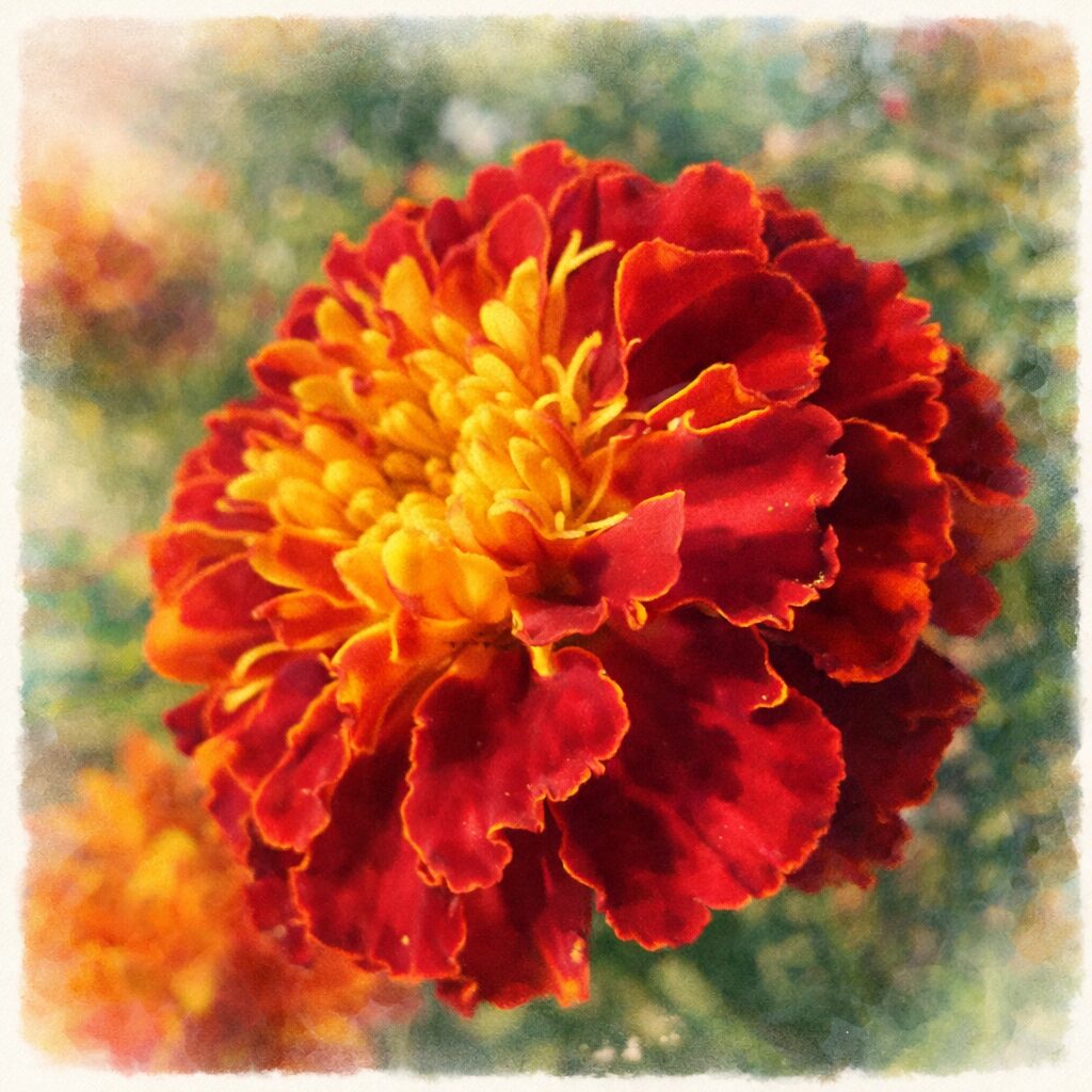 赤と黄色の花弁が幾重にも重なるマリーゴールドを描いた、優しい質感の手描き水彩画風イラスト。柔らかな筆致と淡い背景で表現した正方形の花のイラスト