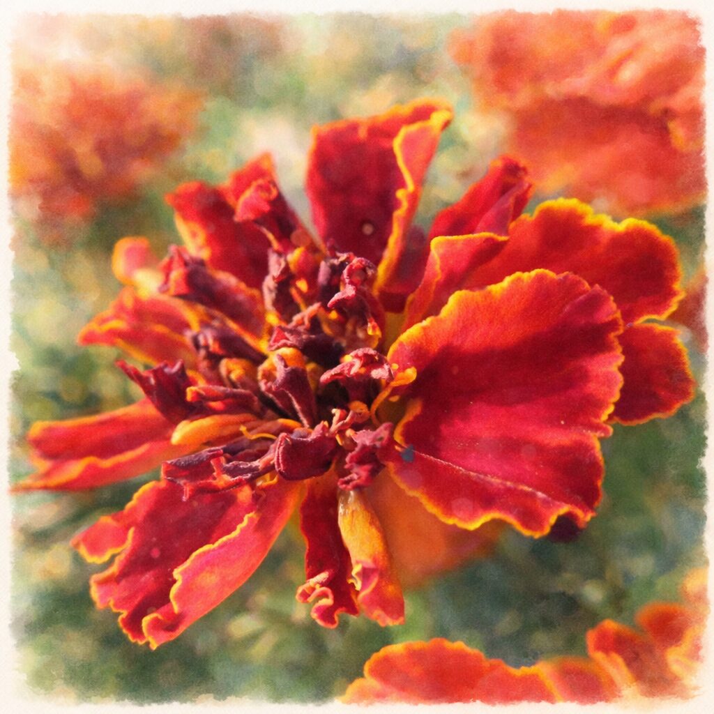 赤と黄色のコントラストが美しいマリーゴールドを描いた、ふんわりと優しい質感の手描き水彩画風イラスト。柔らかな背景ぼかしで花の立体感を引き立てた正方形イラスト