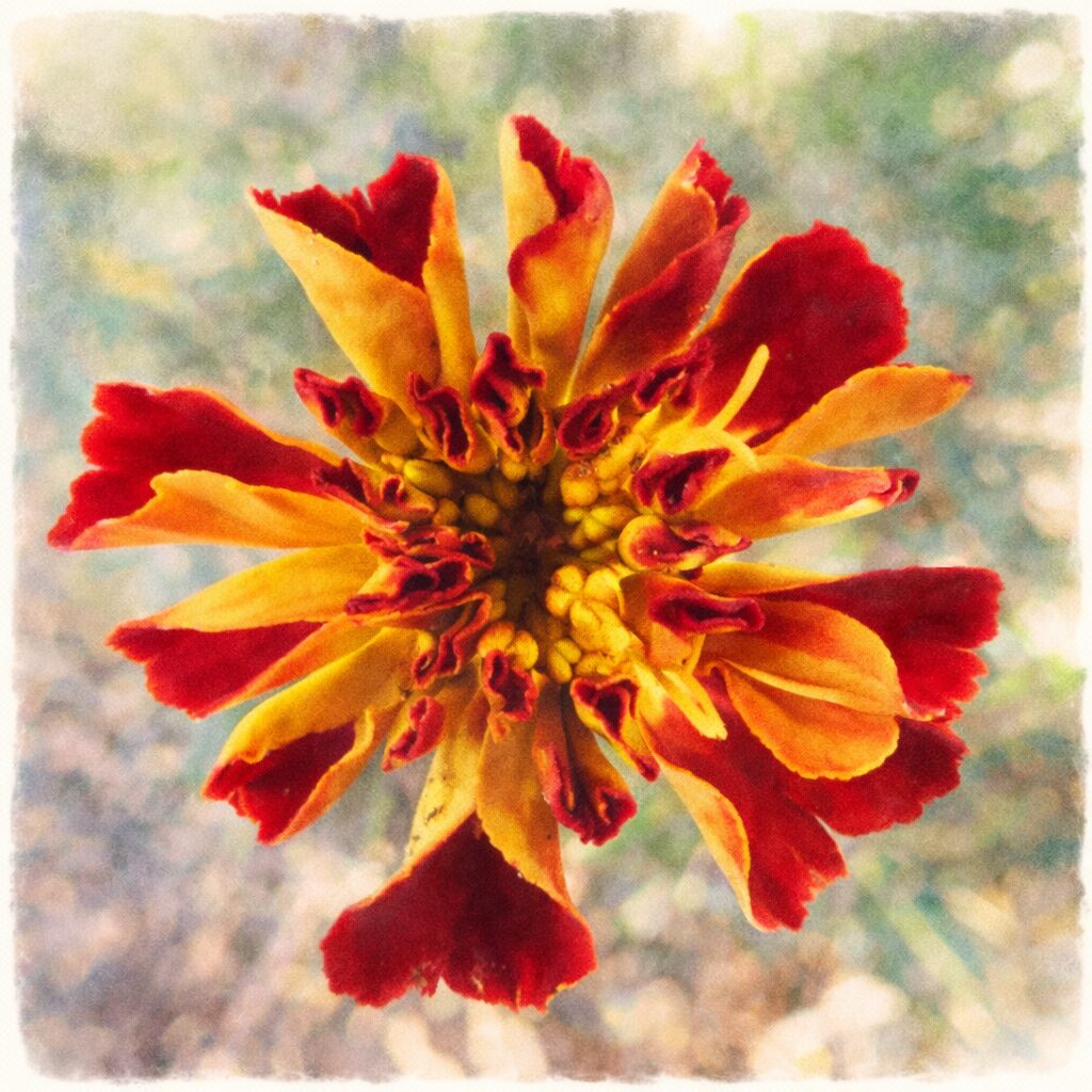 赤と黄色の花弁が星形に広がるマリーゴールドを描いた、優しい質感の手描き水彩画風イラスト。柔らかなにじみと淡い背景で表現した正方形の花のイラスト