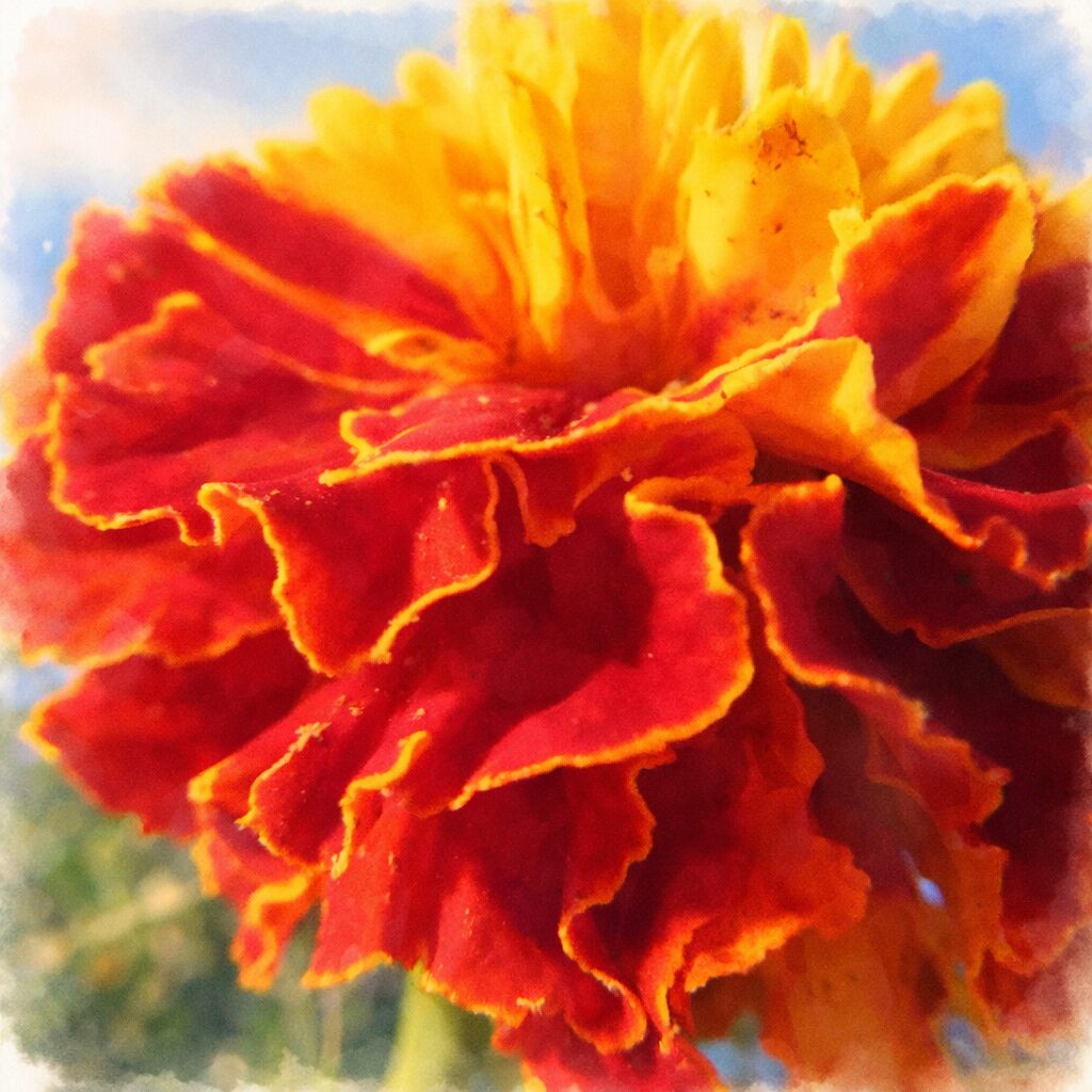 赤と黄色の花弁がふんわりと重なり合うマリーゴールドを描いた、優しい質感の手描き水彩画風イラスト。柔らかな光と淡い背景で表現した正方形の花のイラスト