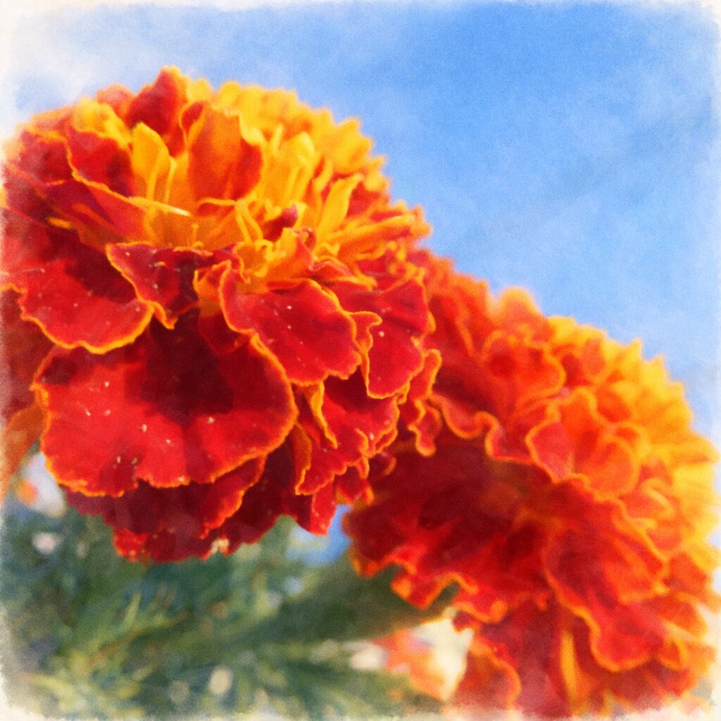 青空を背景に赤と黄色の花弁がふんわり重なるマリーゴールドを描いた手描き水彩画風イラスト。前後の花の奥行きを柔らかなにじみと優しい色彩で表現した正方形イラスト