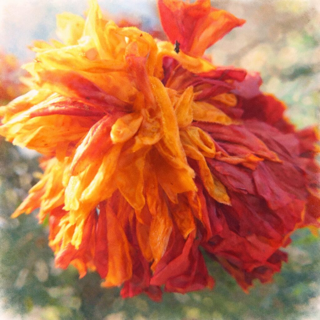 赤とオレンジの花弁が幾重にも重なるマリーゴールドを描いた、優しい質感のふんわりとした手描き水彩画風イラスト。柔らかなにじみと淡い背景で表現した正方形イラスト