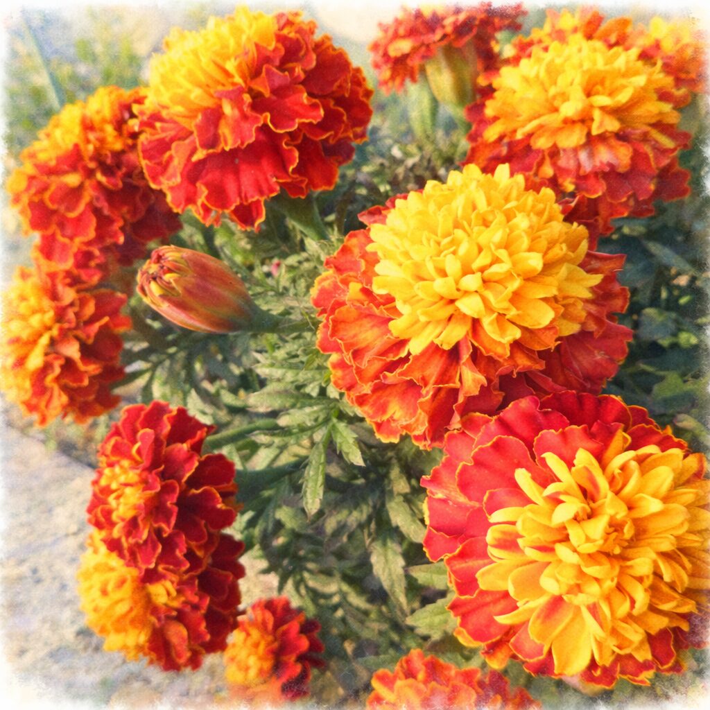 赤と黄色のマリーゴールドが群生する様子を描いた、優しい質感の手描き水彩画風イラスト。ふんわりとしたにじみと柔らかな背景で表現した正方形の花のイラスト