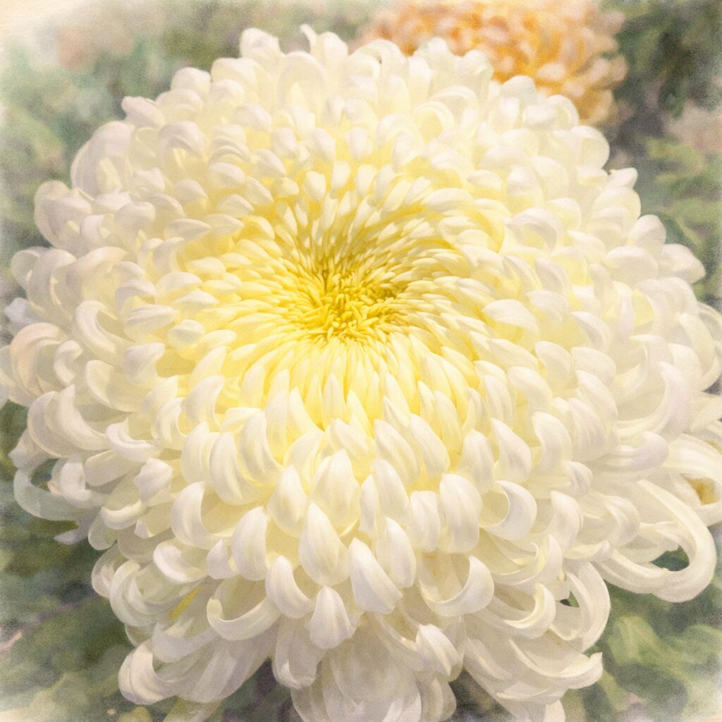 乳白色と淡黄色の花弁が幾重にも重なる大輪のキクを、水彩画特有のやわらかなにじみとふんわりとした立体感で表現した手描き水彩画の正方形イラスト