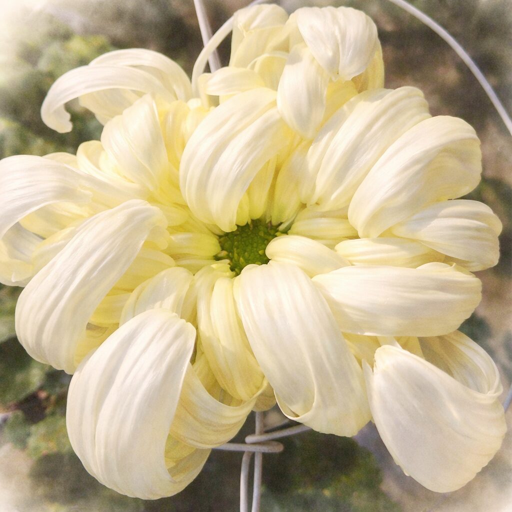 クリームイエローの花弁がゆったりと渦を描く大輪のキクを、水彩画特有のにじみと柔らかなボケ感でふんわり描いた手描き水彩画の正方形イラスト