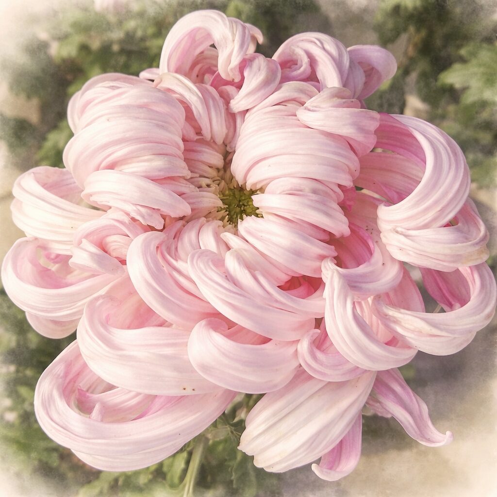 淡いピンク色のキク（菊）をモチーフにした手描き水彩画風イラスト。花弁が渦状に重なり合う構図を活かし、水彩特有のにじみとぼかしで、優しくふんわりとした質感を表現した正方形イラスト。