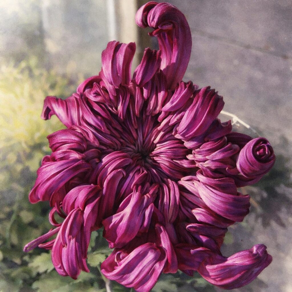 濃い赤紫色のキク（菊）を描いた手描き水彩画風イラスト。渦を巻くように重なる花弁の構図を活かし、水彩特有のにじみと柔らかなぼかしで、上品でふんわりとした質感を表現した正方形イラスト。