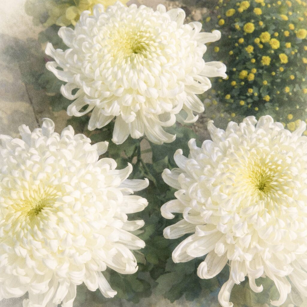 純白の大輪のキクが三輪並ぶ構図を、水彩画特有のにじみと柔らかなボケ感でやさしく表現した手描き水彩画の正方形イラスト