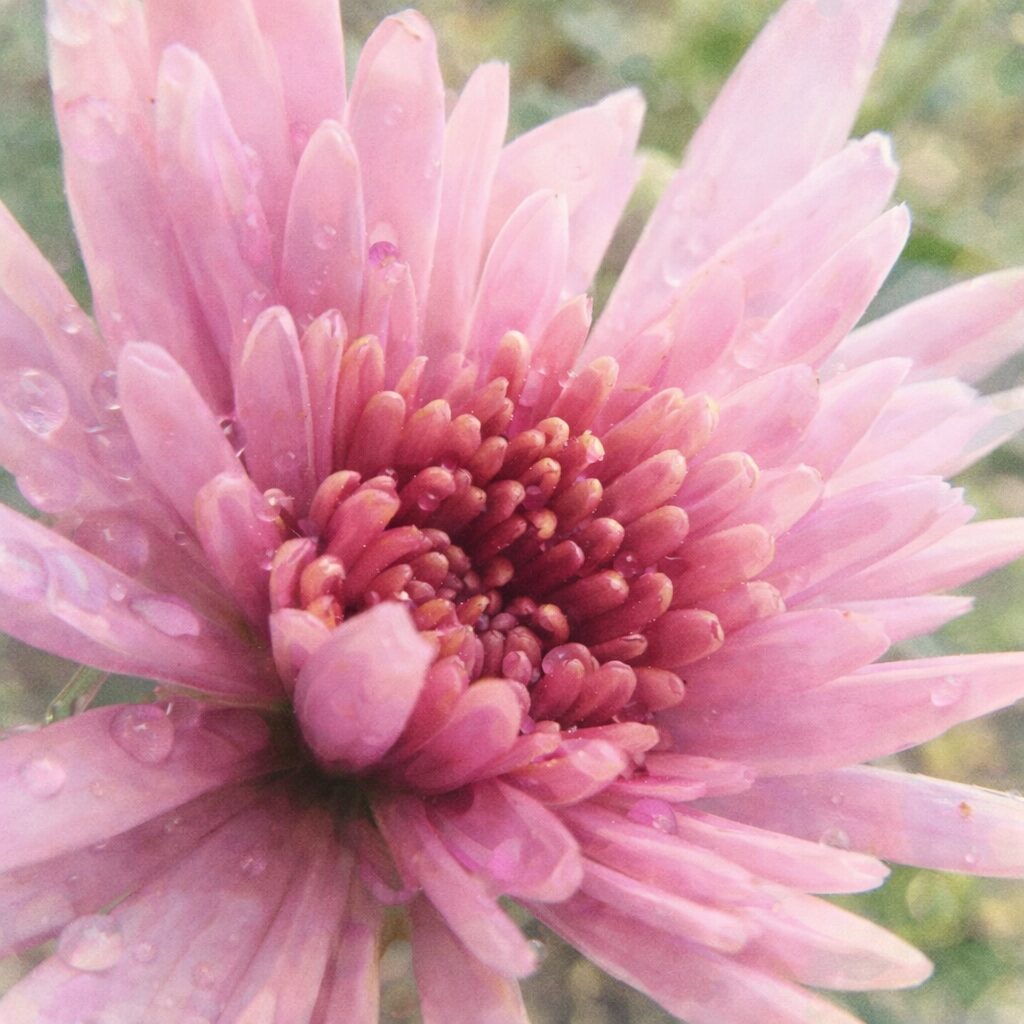 ピンク色のキクをやさしい質感で描いた手描き水彩画風イラスト。中心に向かって重なる花弁と淡いグラデーションをふんわり表現した正方形構図