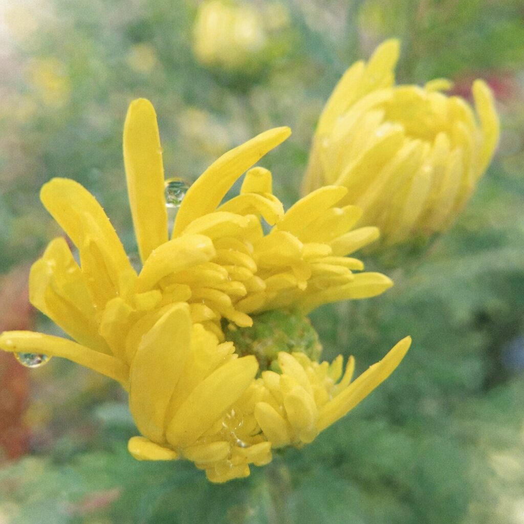 黄色いキクの花を横向き構図で描いた、やさしい質感の手描き水彩画風イラスト。細長い花弁と水滴の雰囲気を活かし、背景は淡くぼかして表現している。