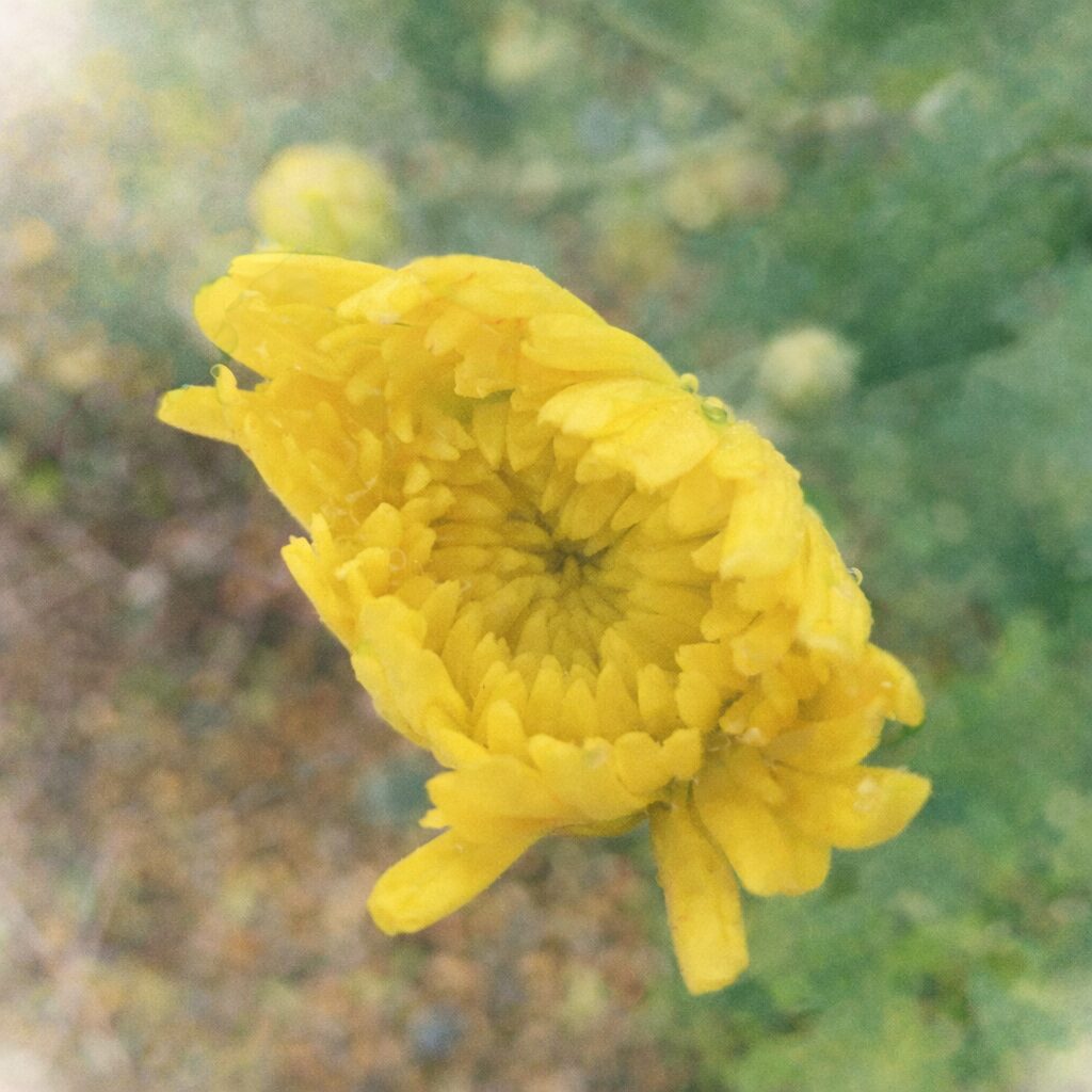 黄色いキクが開きかけている様子を描いた、優しい質感の手描き水彩画風イラスト。花芯と重なり合う花弁を柔らかなにじみとボケ感で表現した正方形構図。