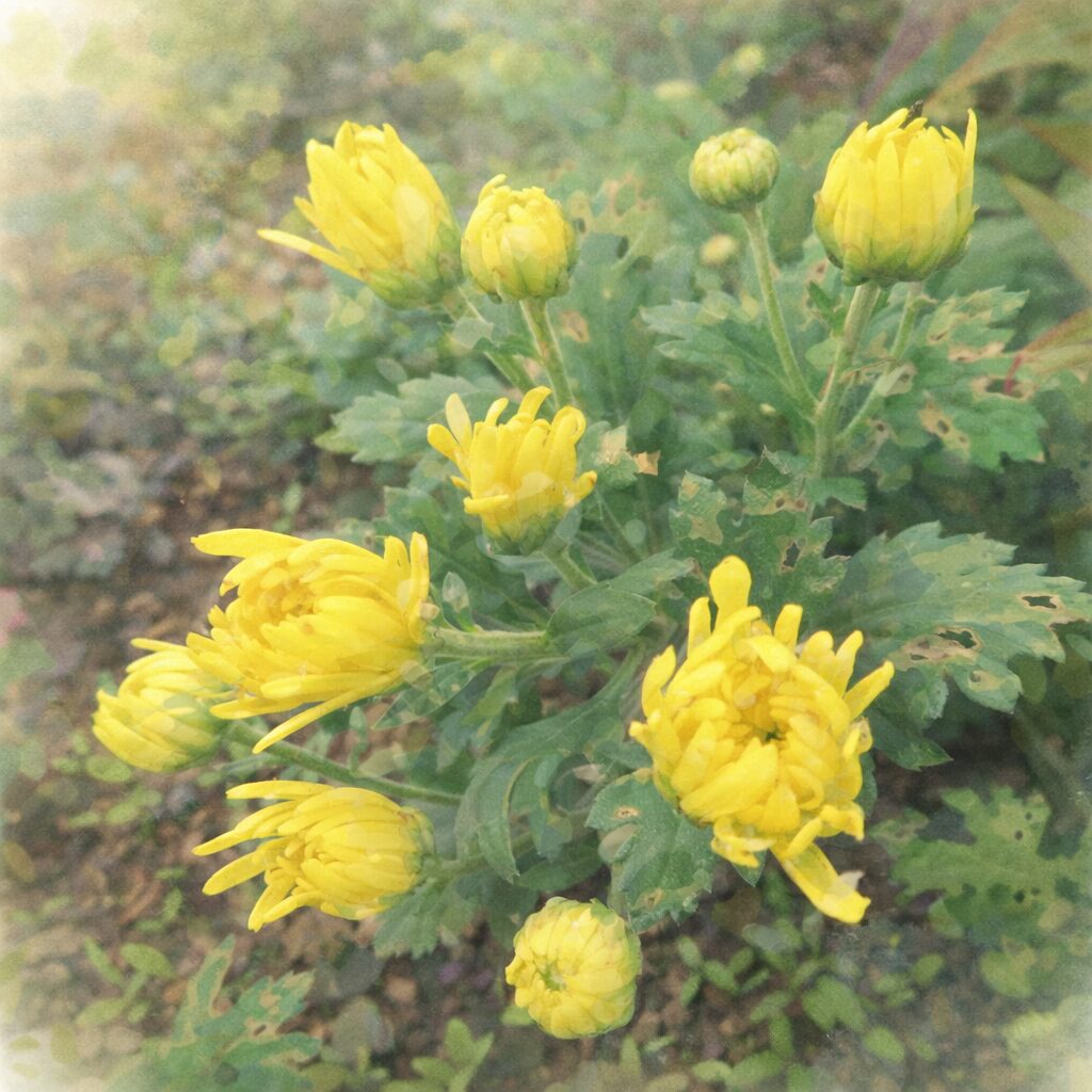 ピンク色のキクが連なって咲く様子を、やさしい色合いとにじみを活かした手描き水彩画で表現した正方形イラスト。前後の花をぼかし、主役の花の柔らかな花弁と花芯をふんわり描写。