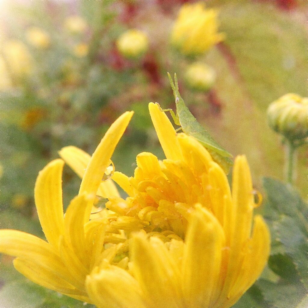 ピンク色のキクが連なって咲く様子を、やさしい色合いとにじみを活かした手描き水彩画で表現した正方形イラスト。前後の花をぼかし、主役の花の柔らかな花弁と花芯をふんわり描写。