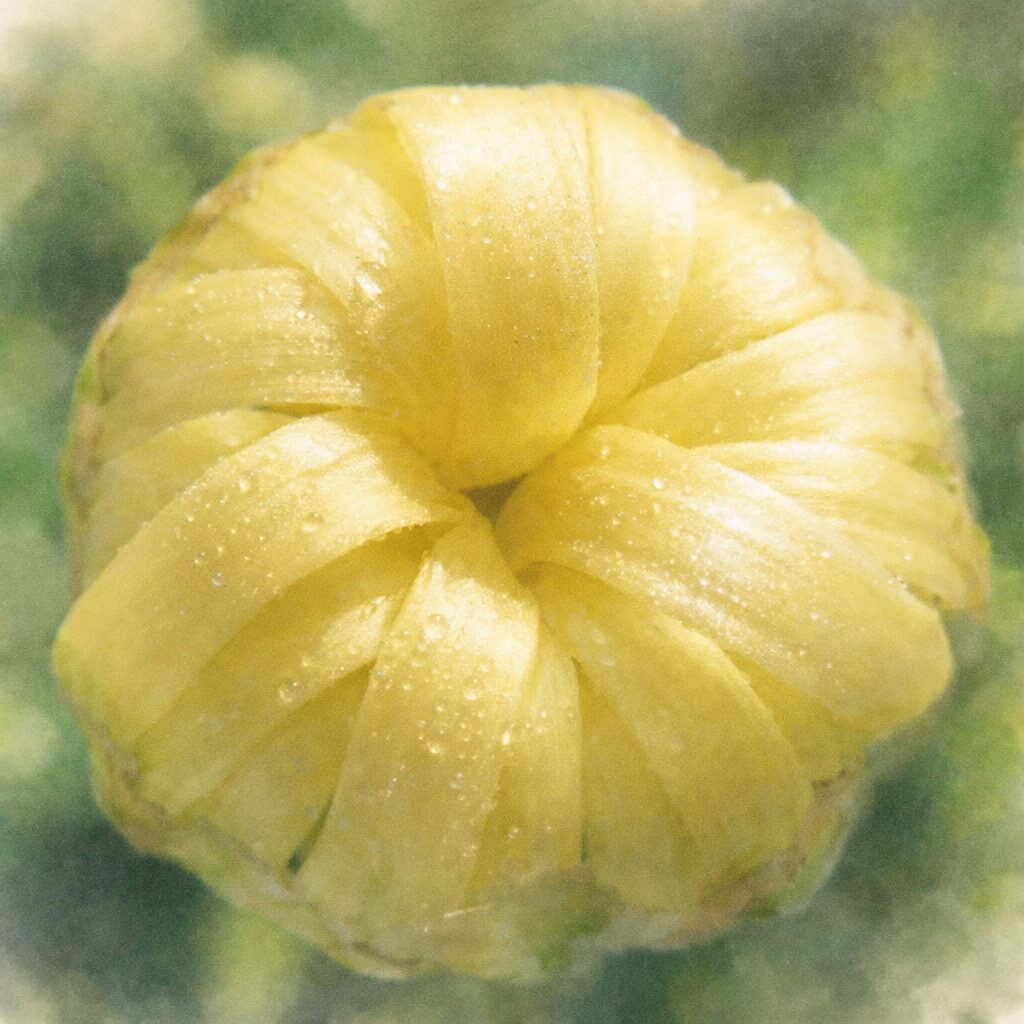 黄色いキクのつぼみを描いた、優しい質感の手描き水彩画風イラスト。渦状に重なる花弁と水滴を、にじみとふんわりしたボケ感で表現した正方形構図。