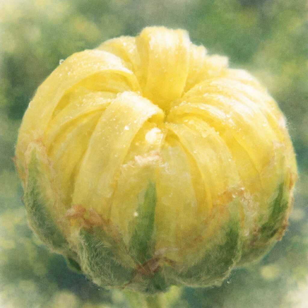 黄色いキクの花芽を正方形構図で描いた、優しい質感の手描き水彩画。丸みのある花芽に朝露の透明感を残し、ふんわりとした淡色背景で表現したイラスト。