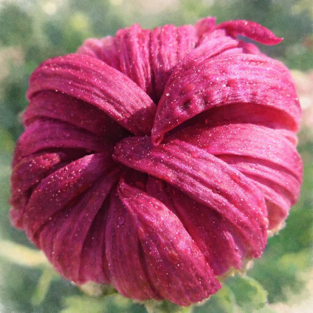 濃いピンク色のキクの花を描いた、優しい質感の手描き水彩画風イラスト。幾重にも重なる花弁と水滴のきらめきを、にじみとふんわりしたボケ感で表現した正方形構図。