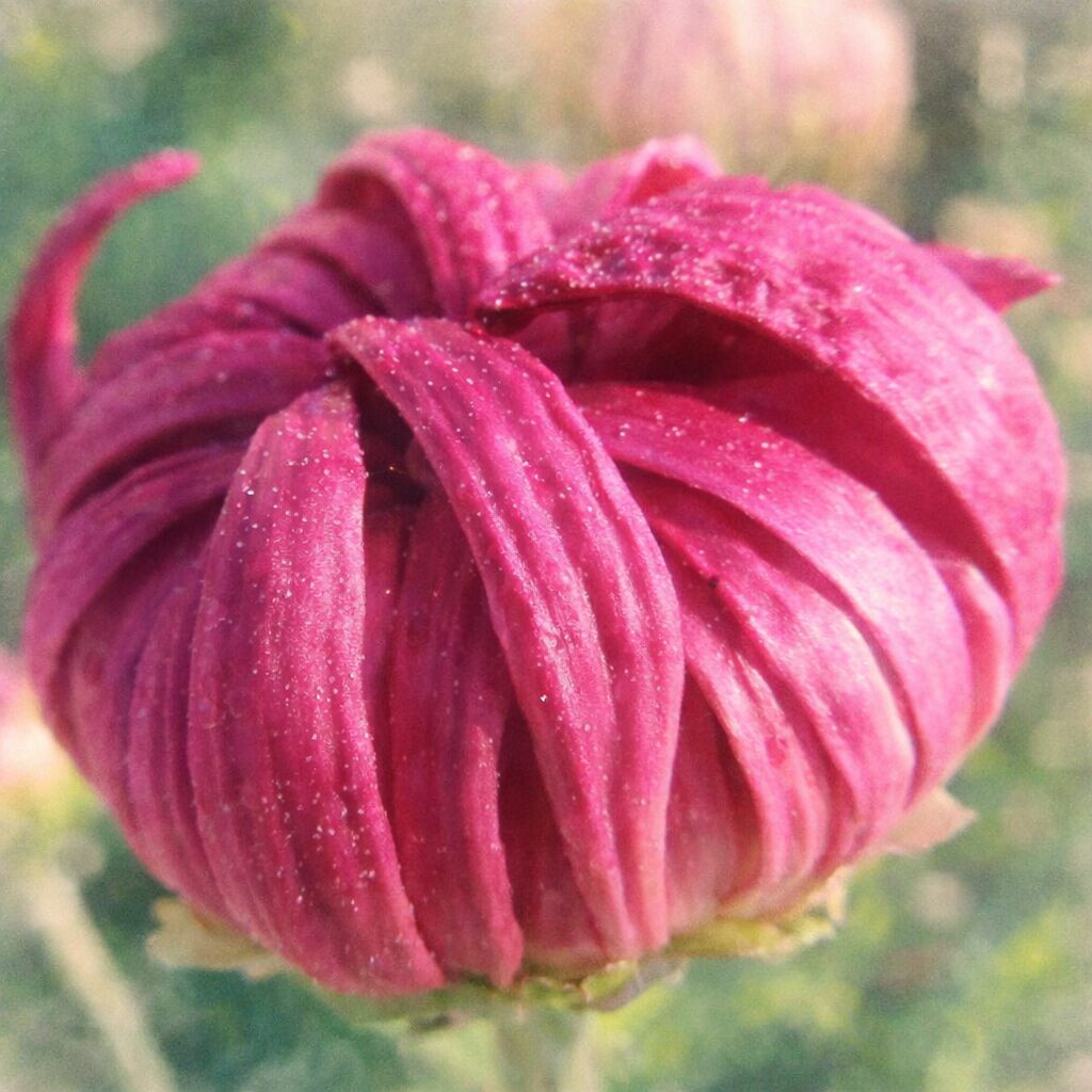 赤紫のキクのつぼみを優しいタッチで描いた手描き水彩画イラスト。渦状に重なる花弁と朝露のきらめきを、ふんわりとした色合いで表現した正方形作品