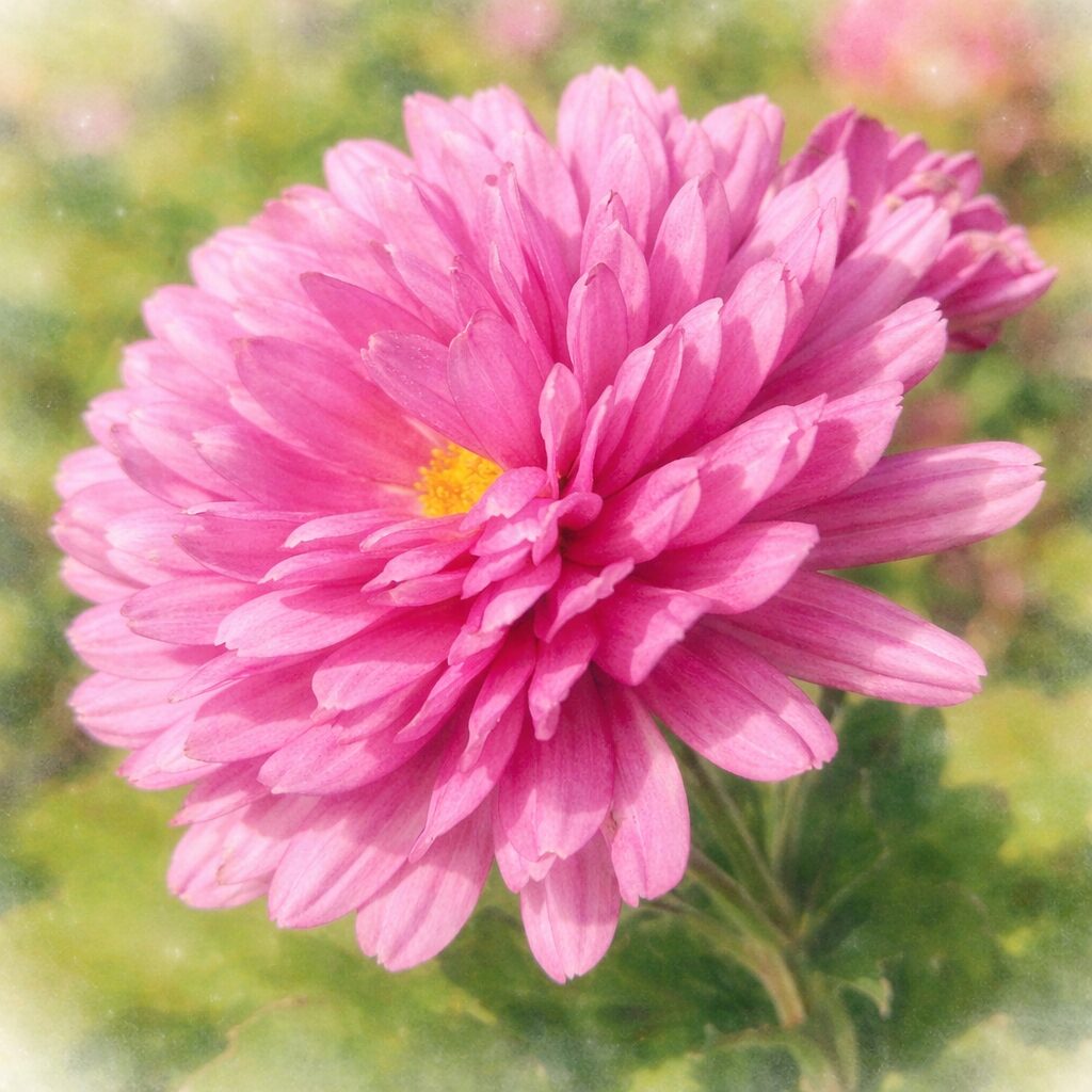 ピンク色のキクをやさしい質感で描いた手描き水彩画イラスト。花弁がふんわり重なり、中央の黄色い花芯と背景のにじんだ緑が柔らかく表現されている。